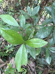 Daphnopsis philippiana