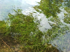 Zannichellia palustris