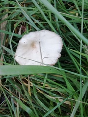 Conocybe apala