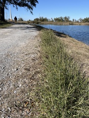 Bothriochloa ischaemum