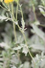 Packera streptanthifolia