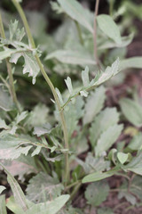 Packera streptanthifolia