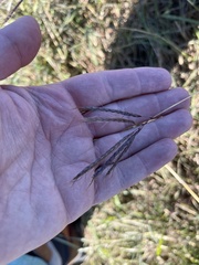 Bothriochloa ischaemum