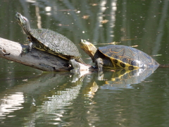 Trachemys ornata