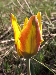 Tulipa tetraphylla