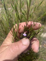 Hemigenia cuneifolia
