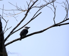 Notharchus hyperrhynchus image