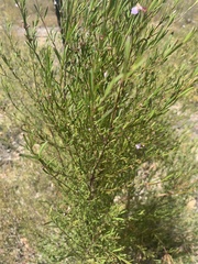 Hemigenia cuneifolia