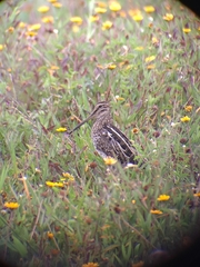 Gallinago paraguaiae