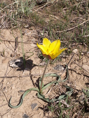 Tulipa tetraphylla