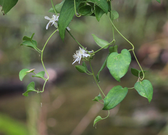 Clematis glycinoides
