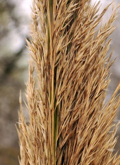 Arundo micrantha