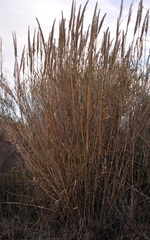 Arundo micrantha
