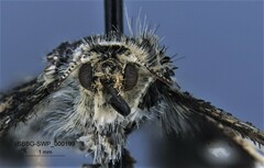 Heliothodes diminutiva