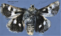 Heliothodes diminutiva