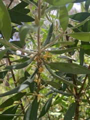 Persoonia sericea