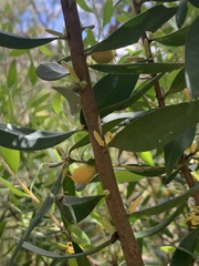 Persoonia sericea