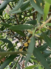 Persoonia sericea
