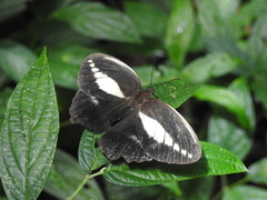 Dasyophthalma creusa