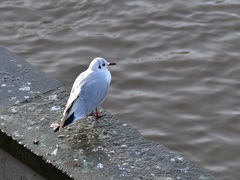 Chroicocephalus ridibundus