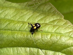 Euscelus biguttatus
