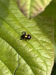 Euscelus biguttatus