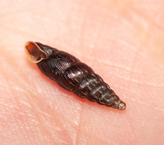 Clausilia