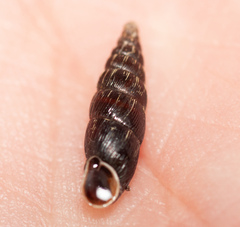Clausilia