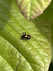 Euscelus biguttatus