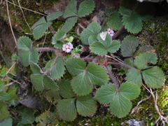 Potentilla micrantha