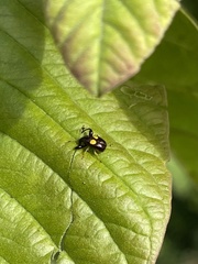 Euscelus biguttatus