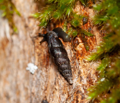 Clausilia