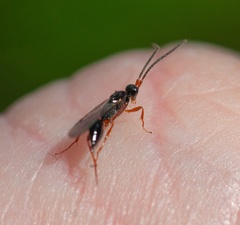 Proctotrupidae