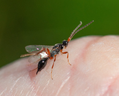 Proctotrupidae