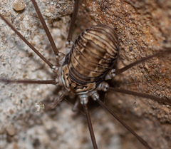 Leiobunum limbatum