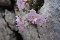 Rhodothamnus chamaecistus