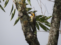 Colaptes campestris
