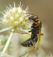 Cryptocheilus octomaculatus