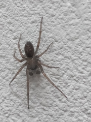 Metaltella
