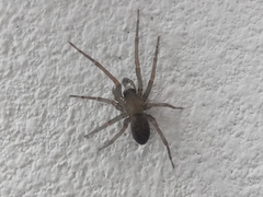 Metaltella
