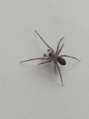 Metaltella