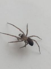 Metaltella