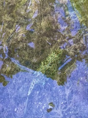 Acanthostracion quadricornis