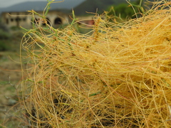 Cuscuta