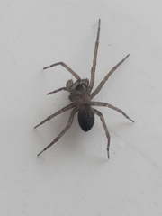 Metaltella