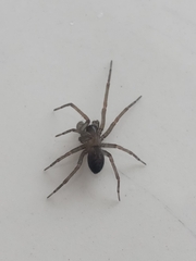 Metaltella