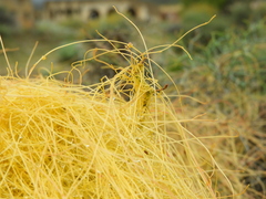 Cuscuta