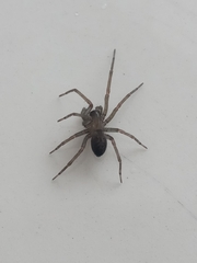 Metaltella
