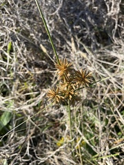 Rhynchospora colorata