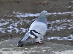 Columba livia domestica